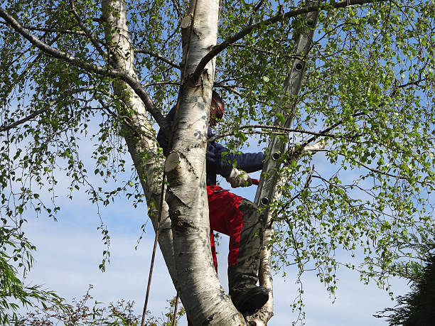 Oak Grove, TN Tree Care Company
