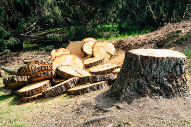 How Our Tree Care Process Works  in  Oak Grove, TN